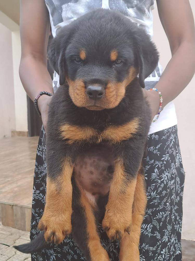 Simba VH