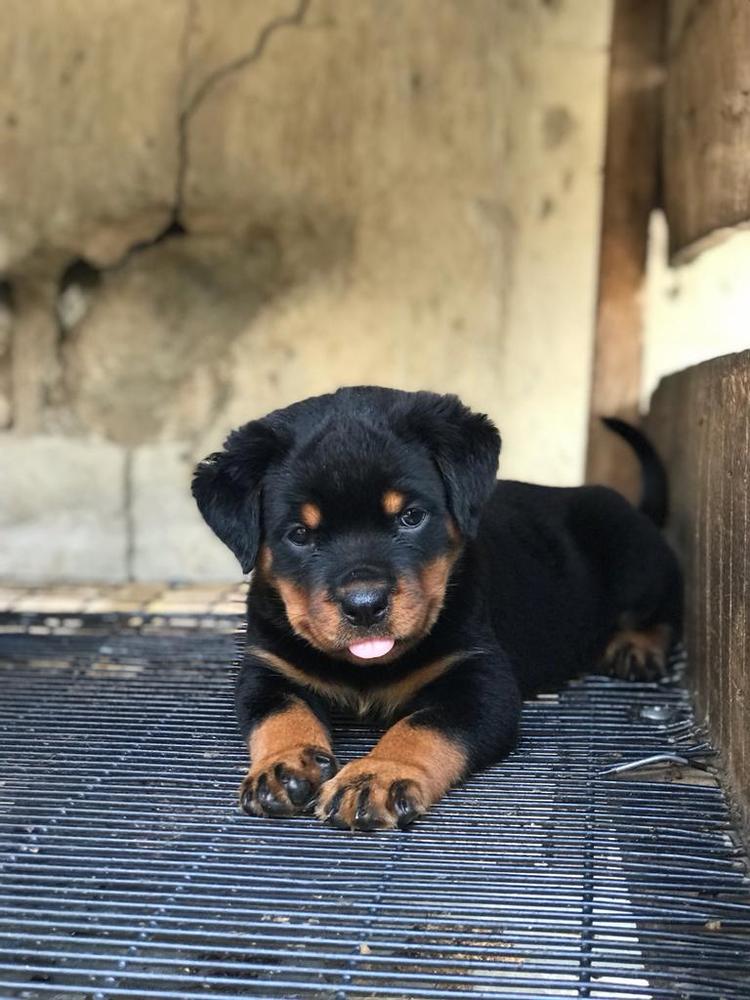 Roxy von black diamond