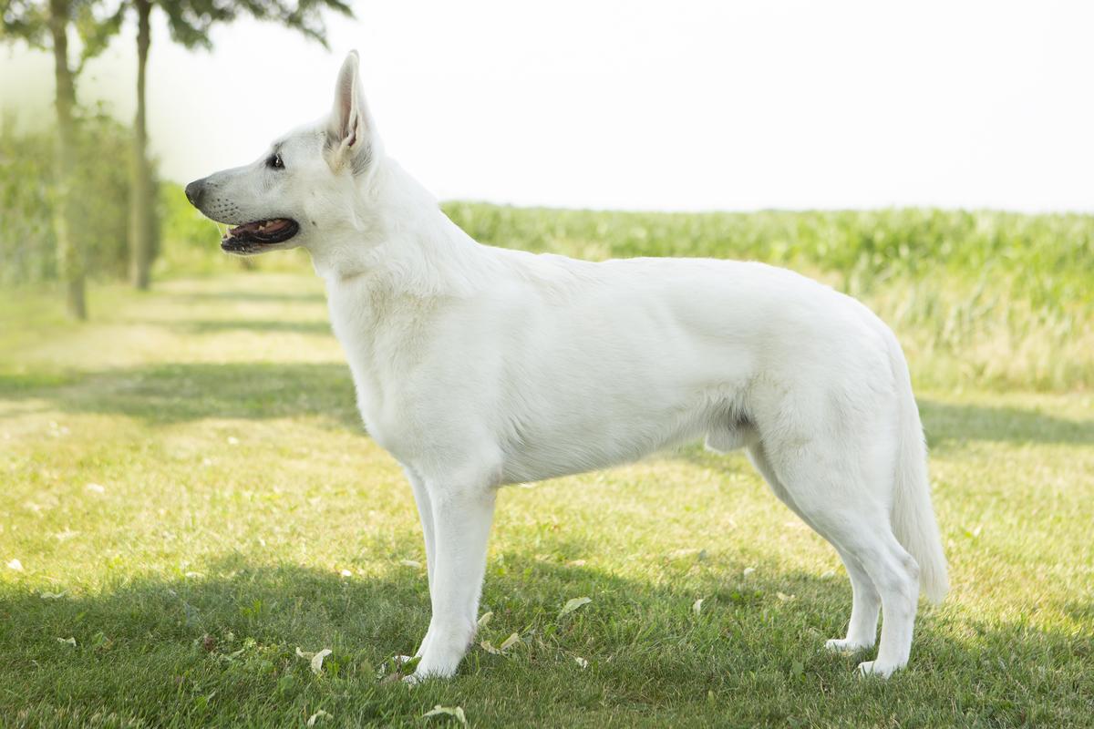 Balin Blaricumse Wolf  (Gibbs jr)
