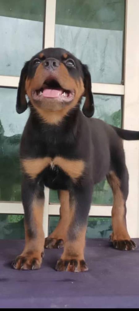 Warrior of Sublime Rotts