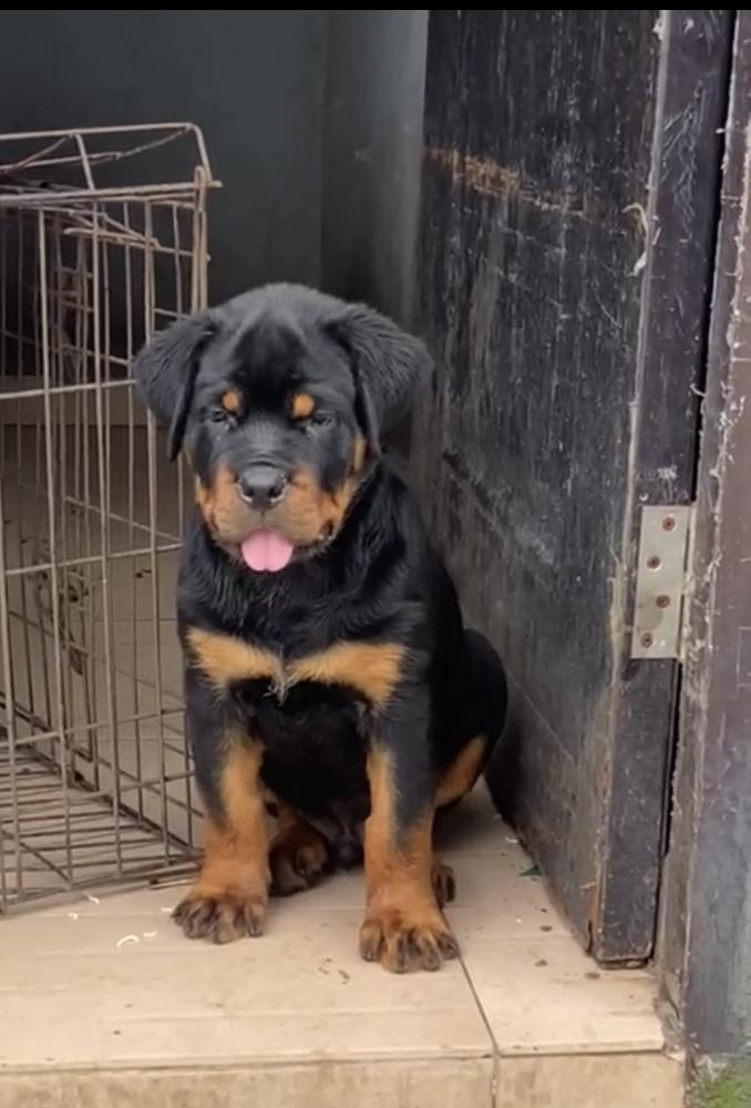 Zeus of Sammy kennel