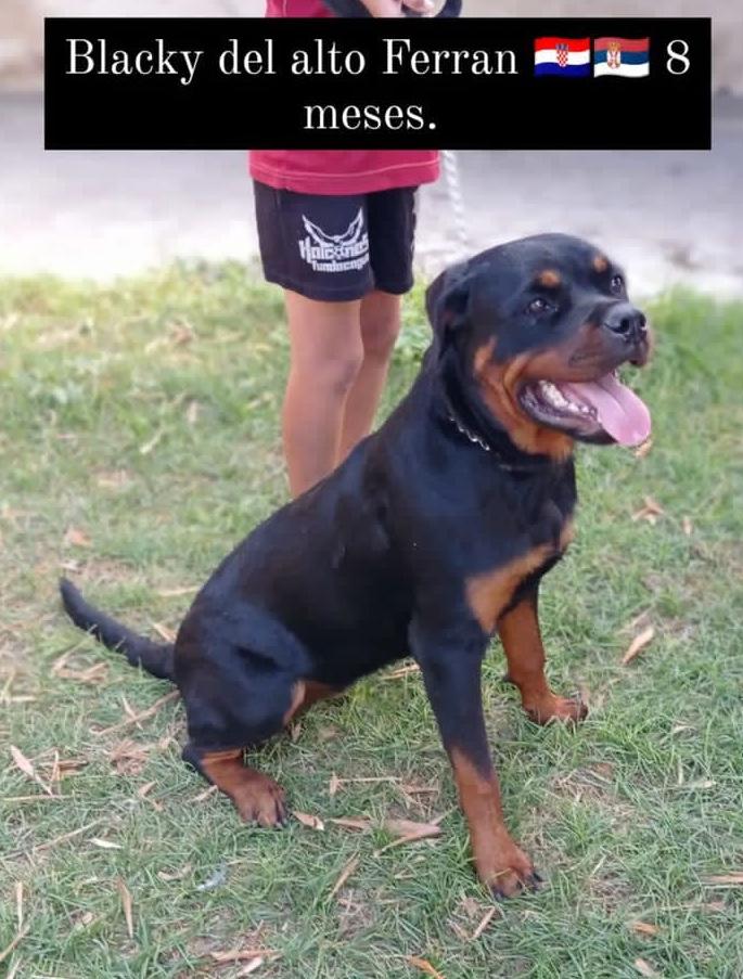 Blacky del Alto Ferran
