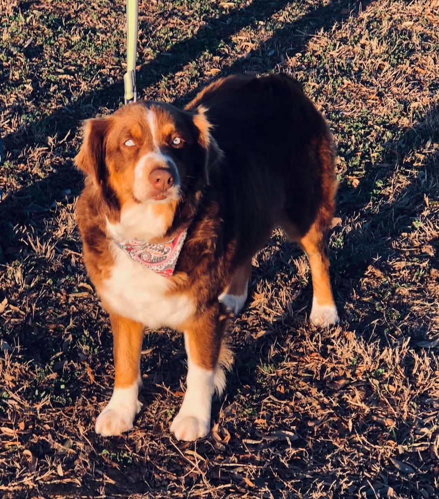 Unbridled Pepper Rose of Hawk Hill Australian Shep