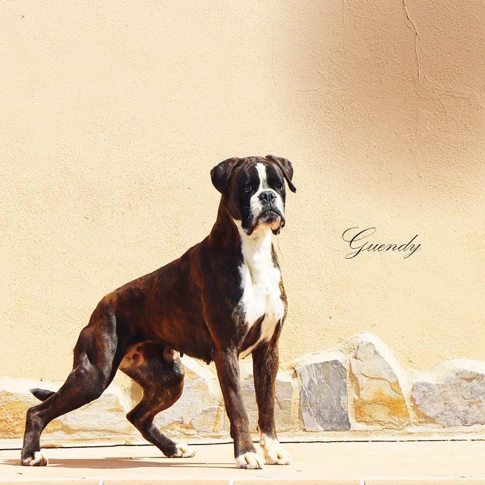 Guendy de Alkiba