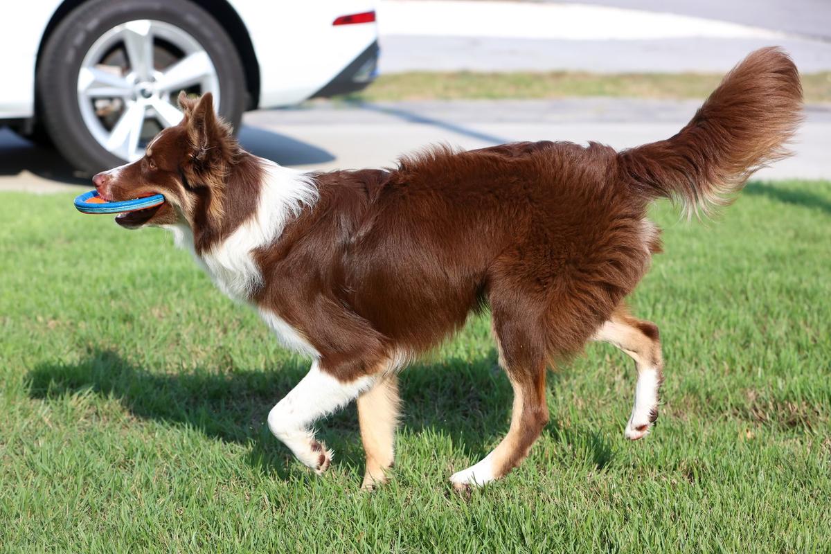 Cross Creek’s Caruso
