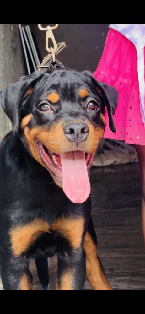 CARSON Of KOGBAGIDI KENNEL