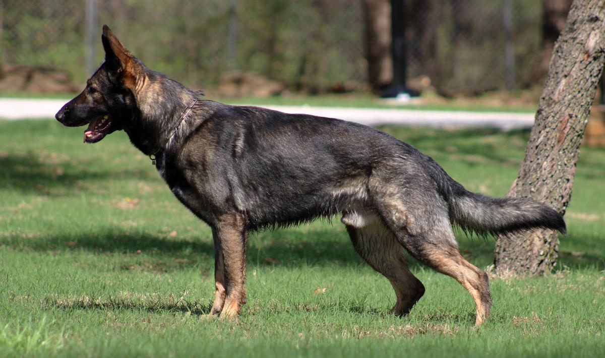 Kazian vom Anfang