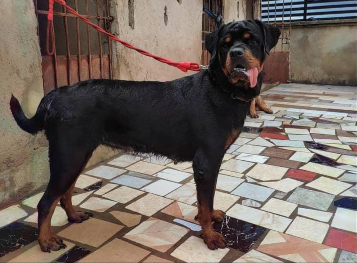 MAYFAIR VOM HAUSE DE STALLION ROTT