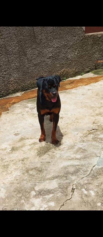 LOTUS OF STANLEY KENNELS