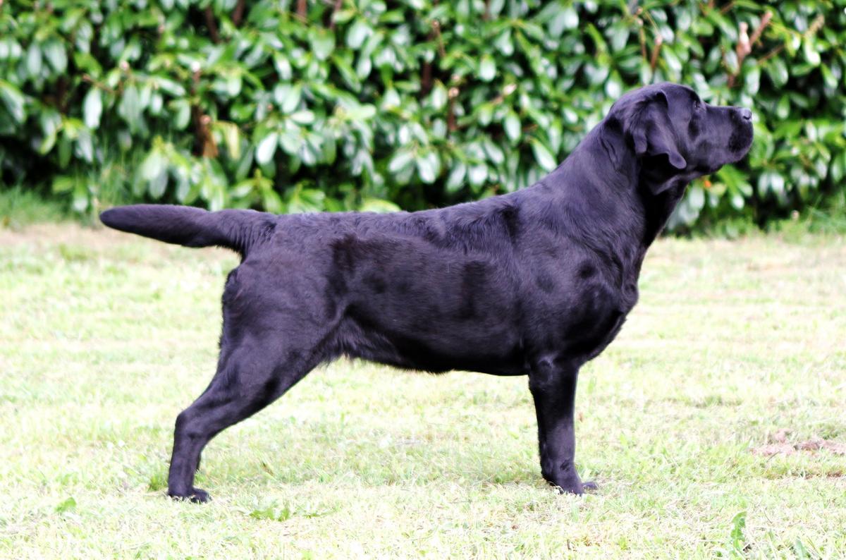 Konsul Lab Belle