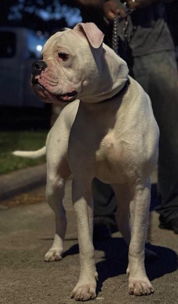 Scab’s Petey
