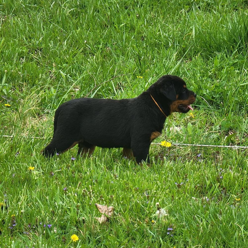 Hausdermacht's Tina