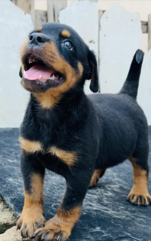 CEE SEVEN OF KOGBAGIDI KENNEL