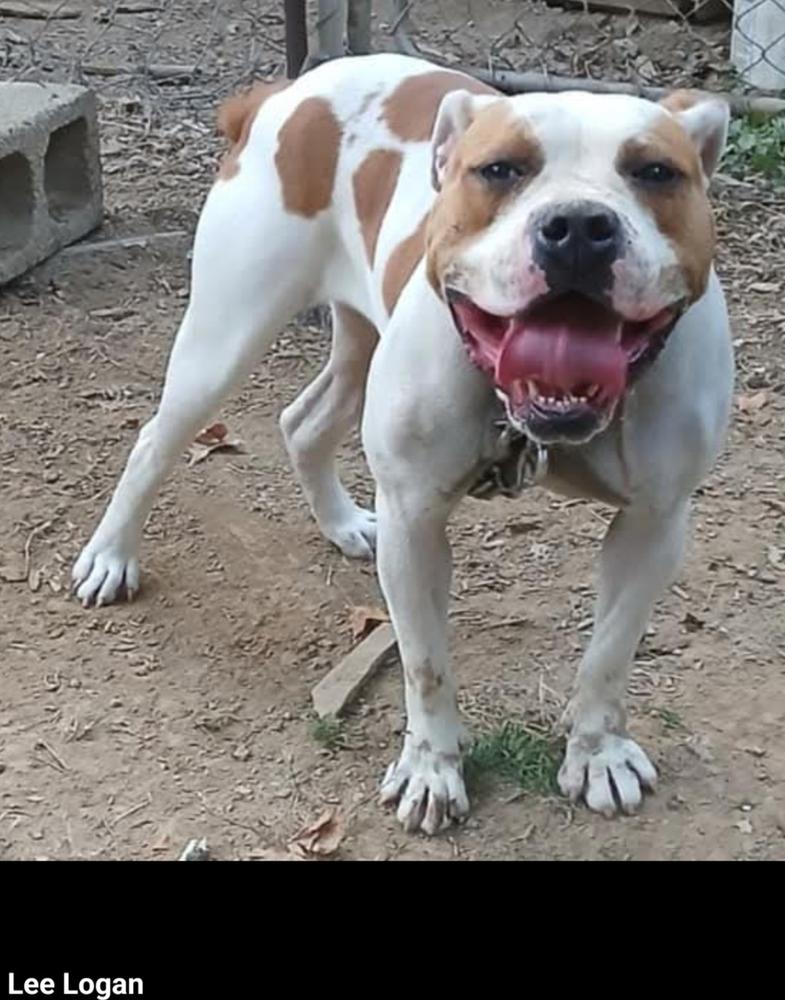 Logan's Big Bessie