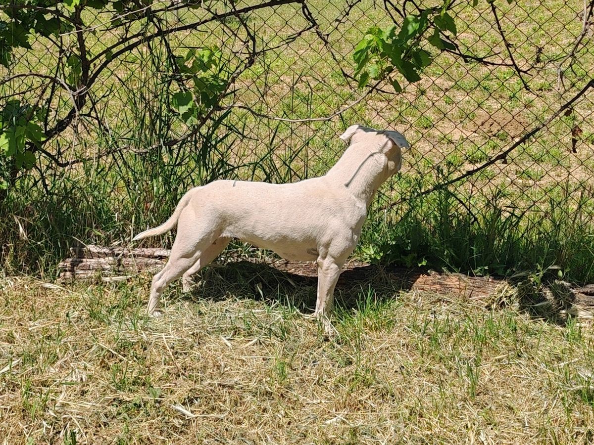 Robustaff Long Angel