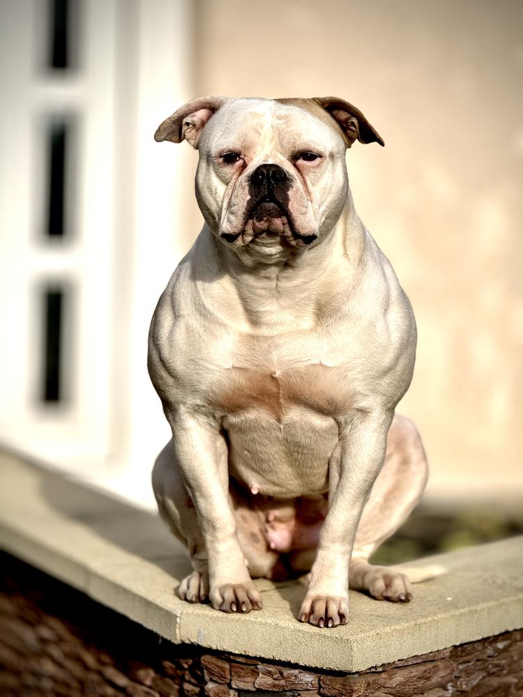 Salvus Bulls Bomboo