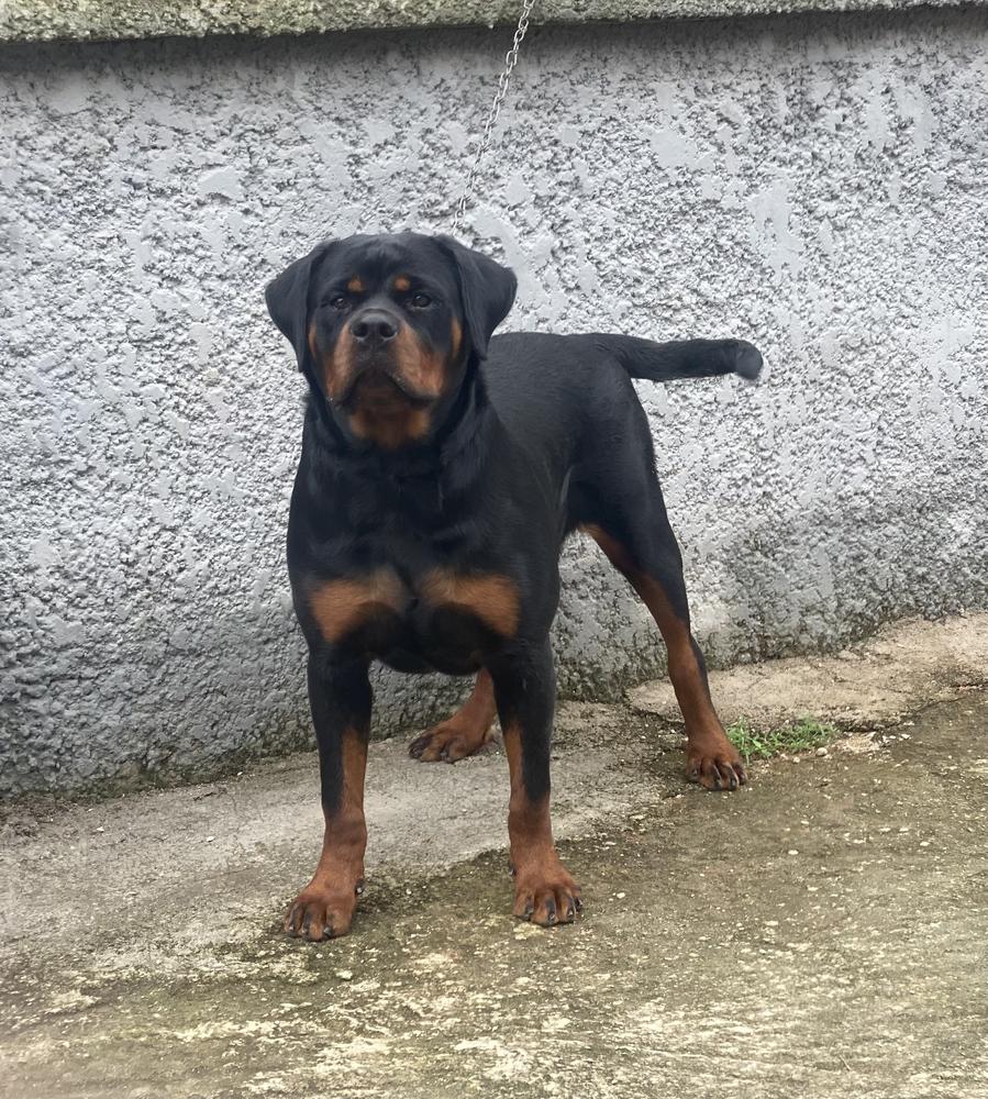 Bella of Chisco paws