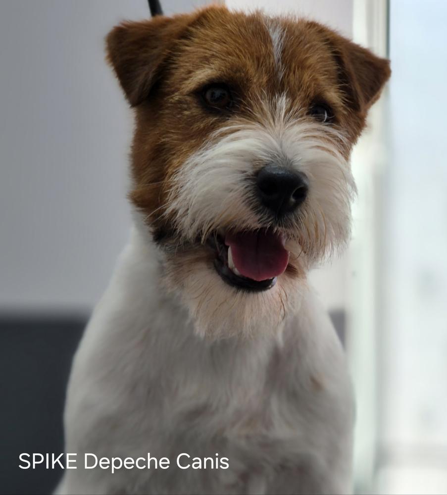 SPIKE Depeche Canis