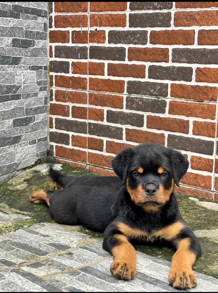 Bella of Cachi kennels