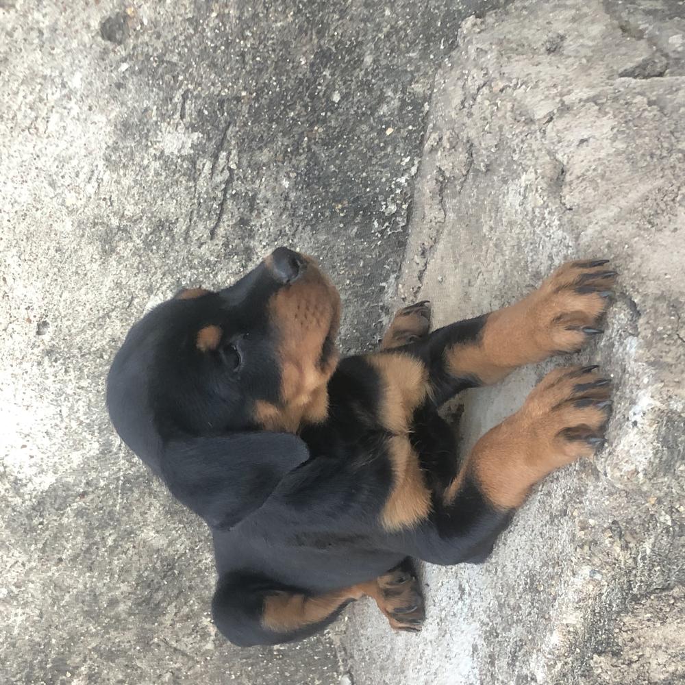Ashley of Chigz Kennel