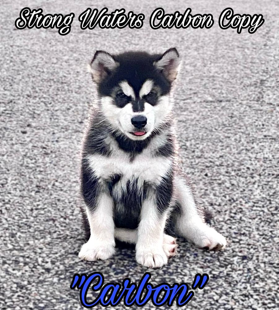 Strong Waters Carbon Copy