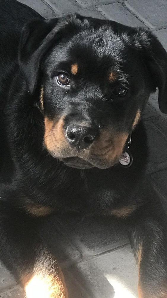 Elvis
