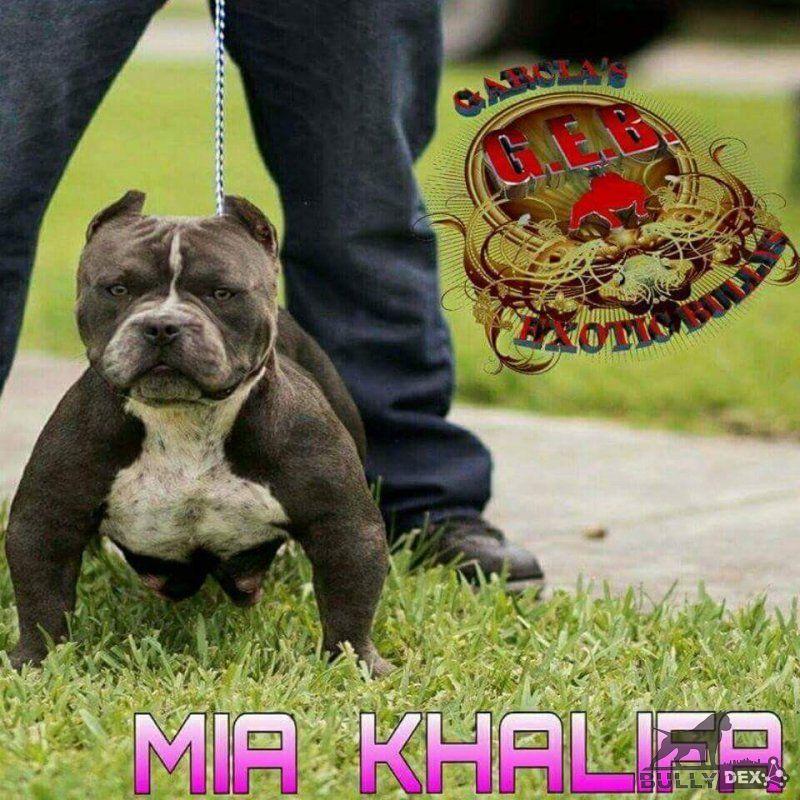 MIAMISUNSHINEBULLIES KHALIFA