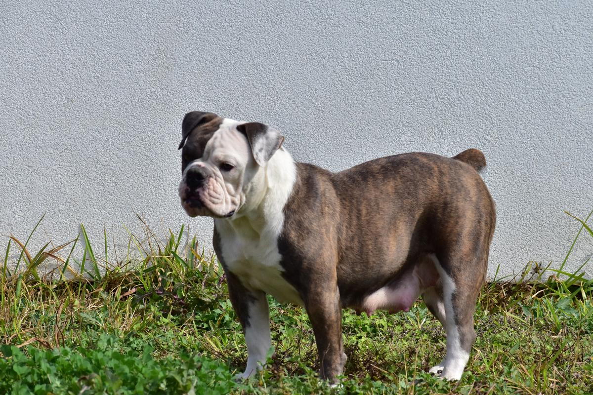 Old Toned Bulldogs Nana