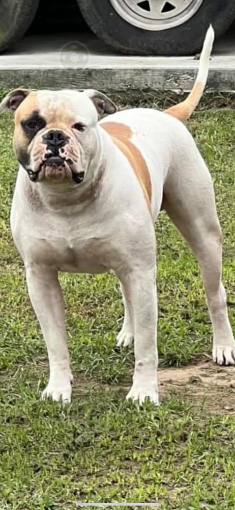 Otis Rexland Williams