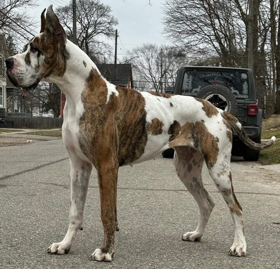 Sarabi's Blame It On Me Of Ohana Great Danes