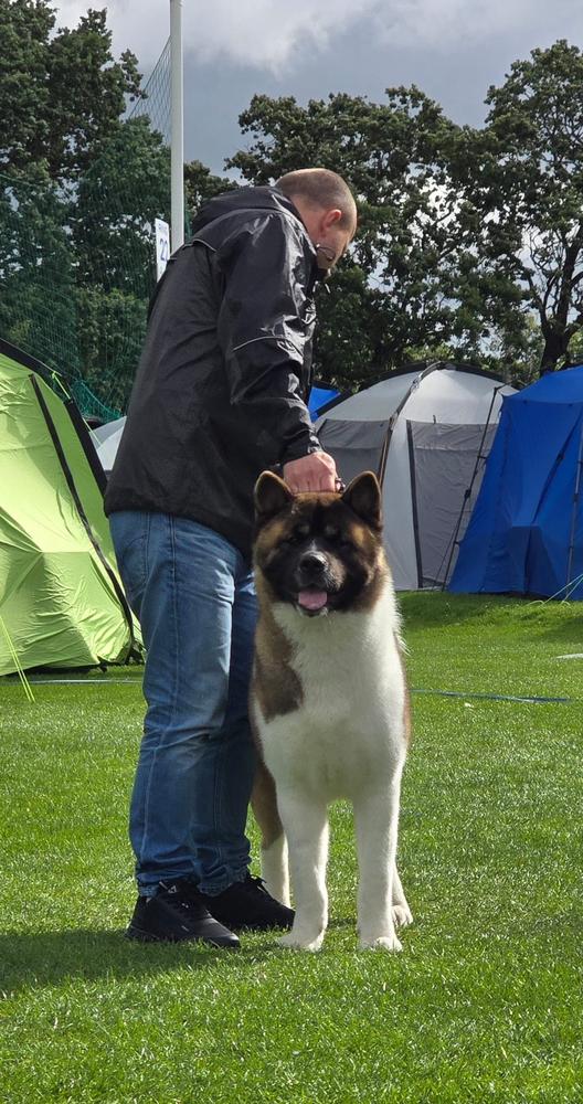 AMIGO American Canis Fidelis