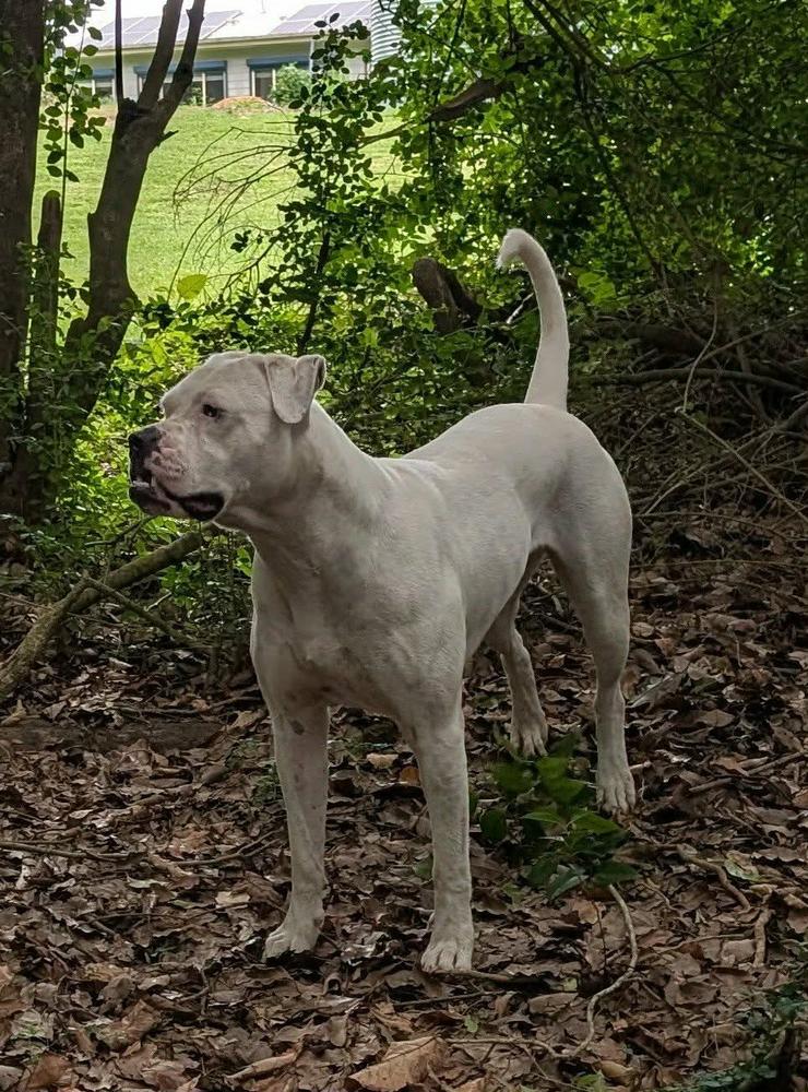 HammerHead American Bulldogs Shiloh
