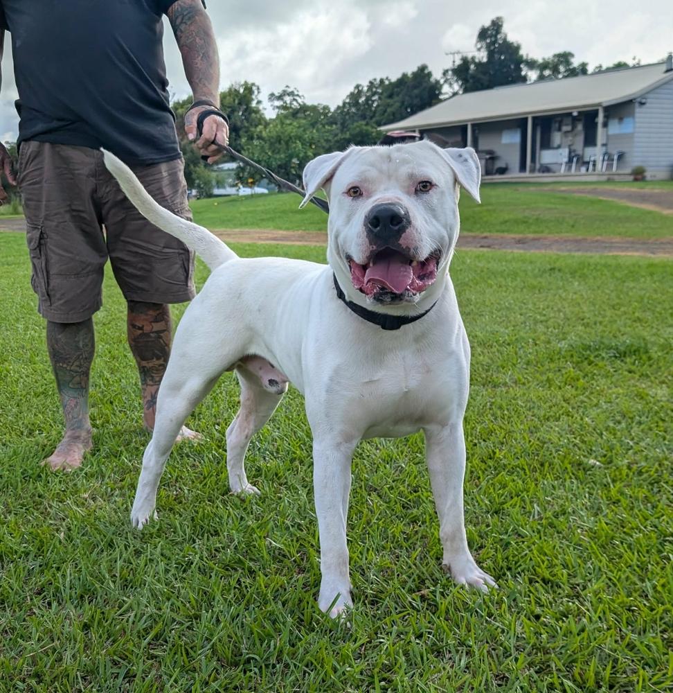 HammerHead American Bulldogs BlackHawk