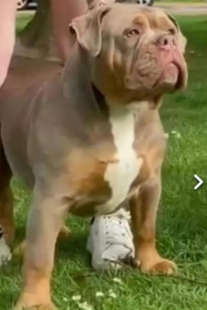 SKz Kyro