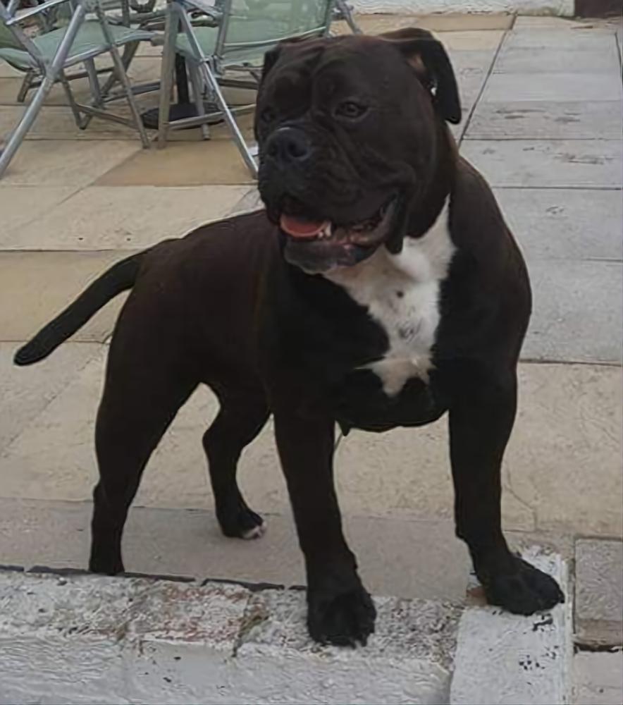 Olde Devon Bullyz Midnight Lola @ Danibullz