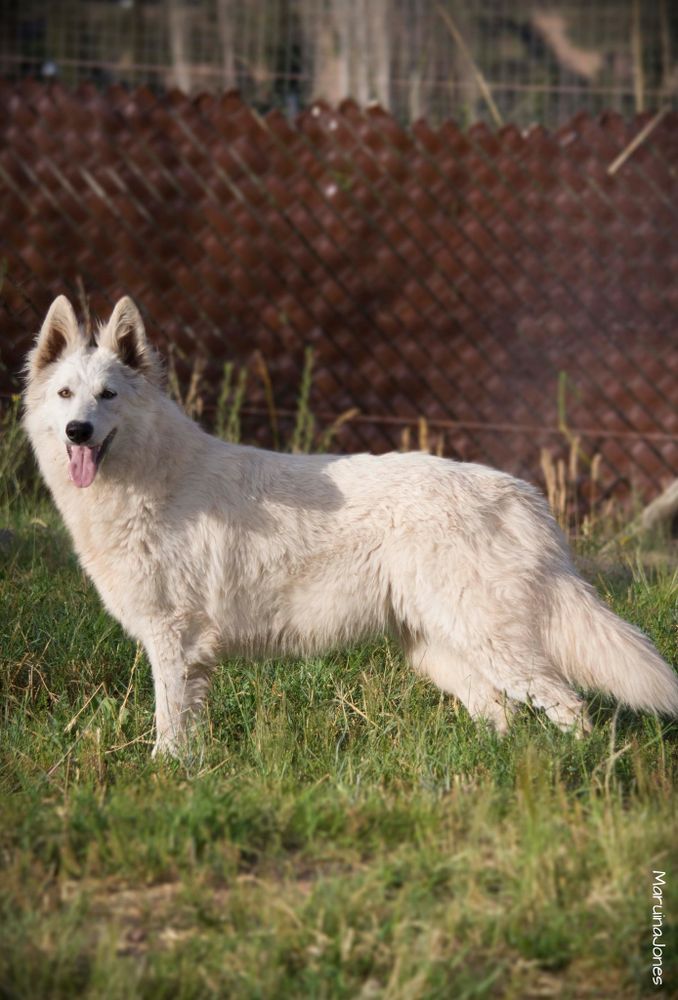 UMA THURMAN Mountain Wolves