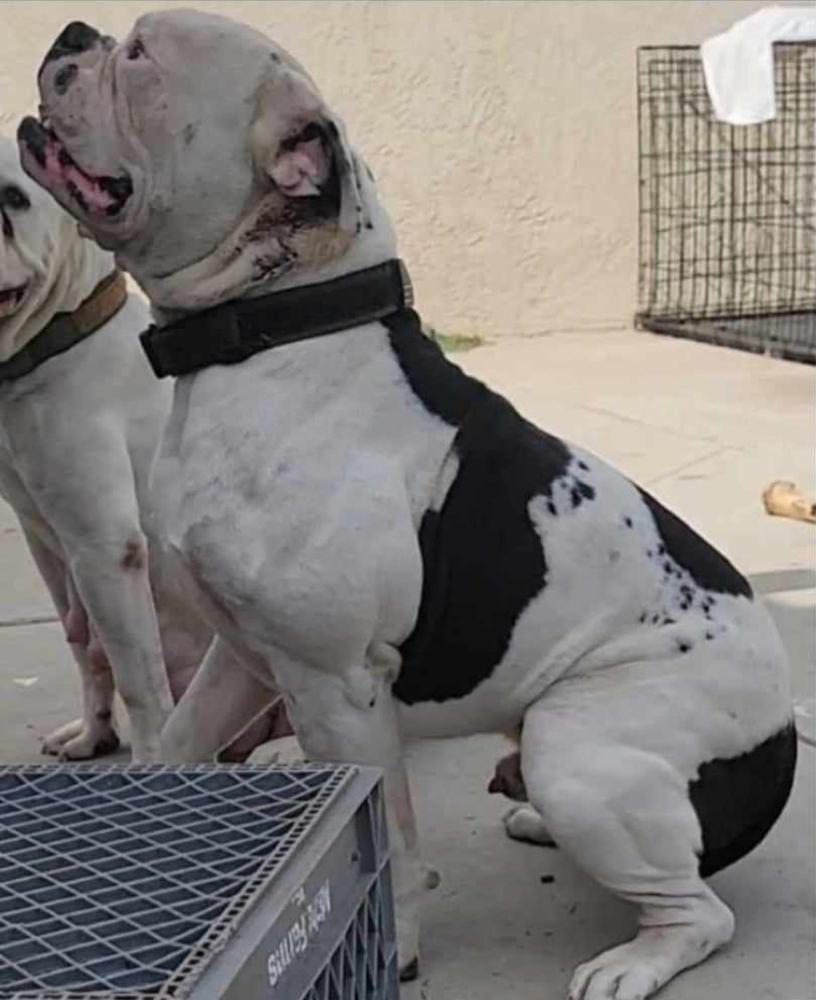 World ReNowned American Bulldog's Don Jr