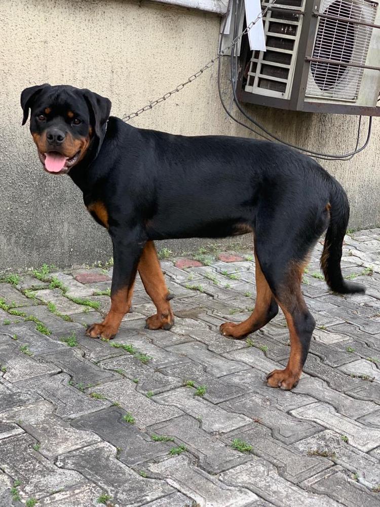 DUFFY OF DEREK'S ROTT
