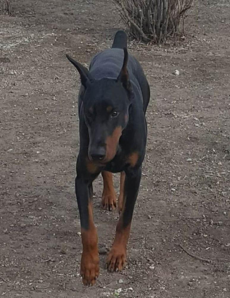 South Paws imperial Diesel Lightning
