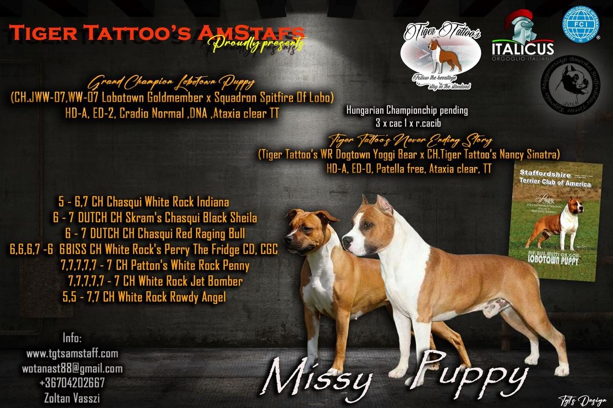 Tiger Tattoo's Victim of Love