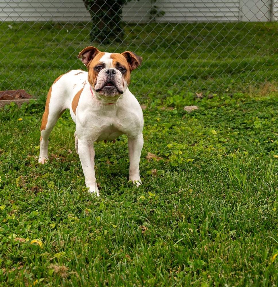 Off The Chain Bulldogs Cookie