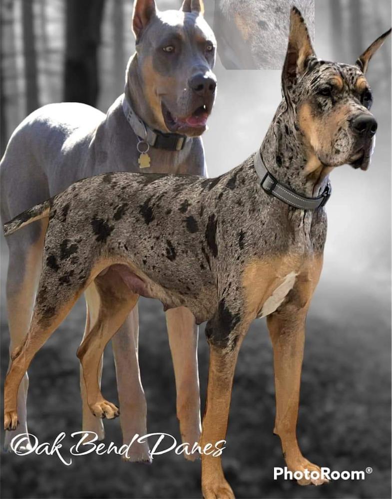 Crazy Danes Harpers Journey