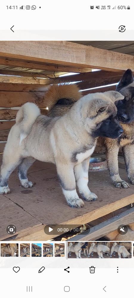 Portovina Midas Touch