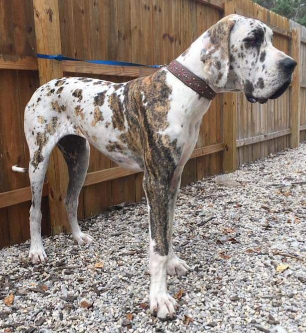 Northwood Euro Danes Princess Montana