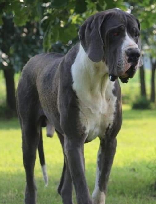 Galloway Of Lauer Danes