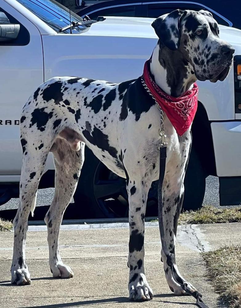 Boone Perry Creek Danes