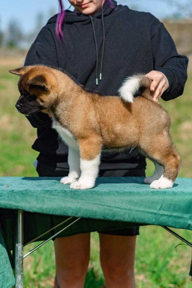 Mag Dogstar Teyran
