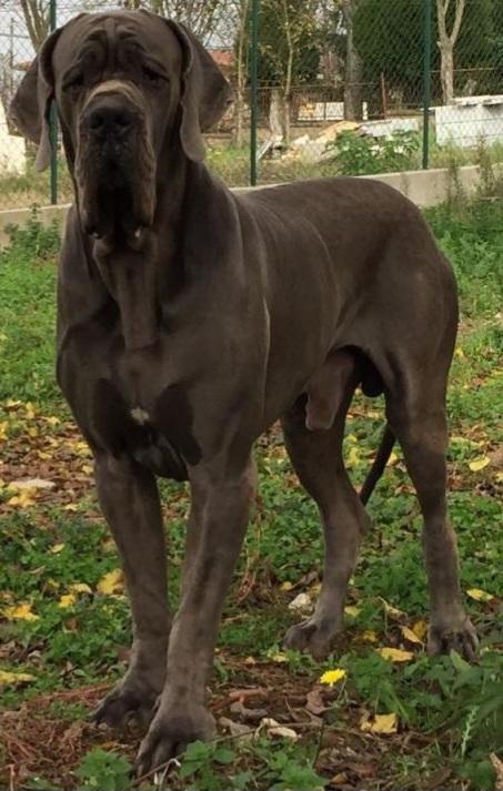 Edgar-B Della Zaida Nera