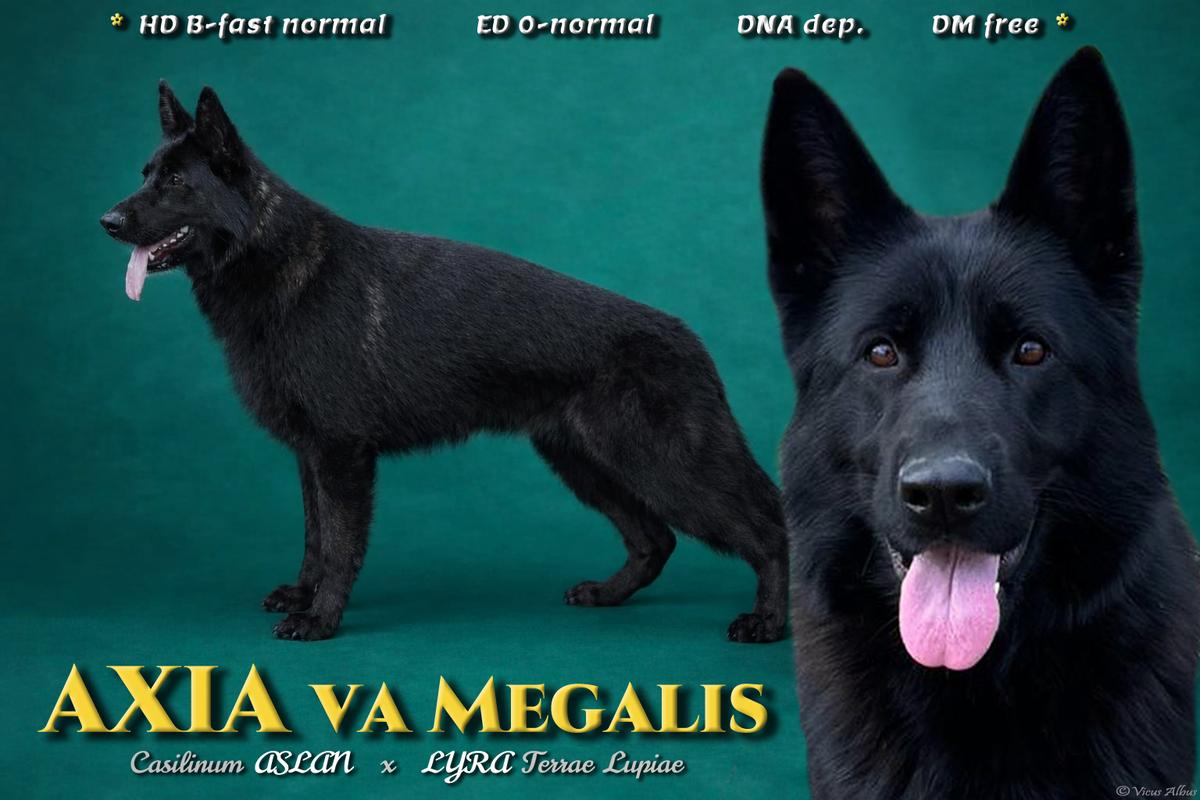 Axia VA Megalis