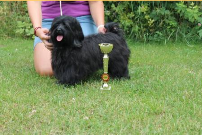 Agris Angel´s Havana Wild Angel